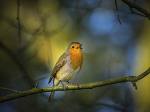 Гласне жице 