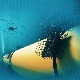 Тишина у Средоземном мору	