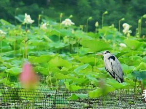 Кина - Очаравајући Пекинг 2