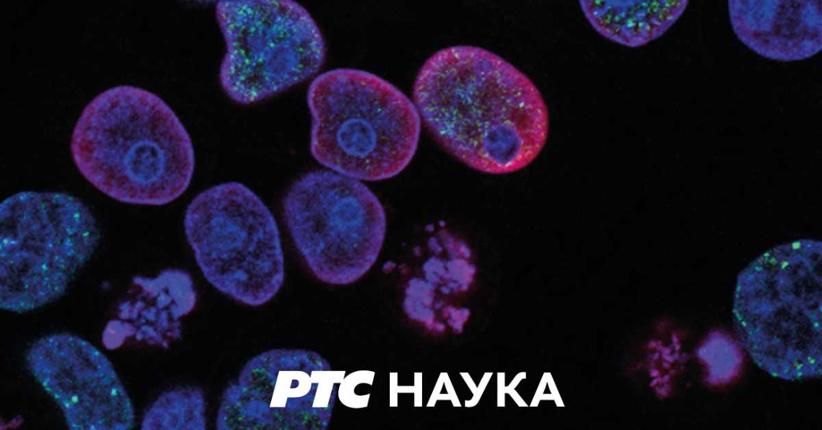 Прво и најстарије:	12 епизода