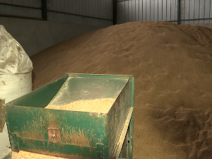 Како продати вишкове пшенице?