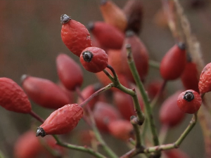 Нови Кнежевац: Почела берба шипка, приноси изнад просека