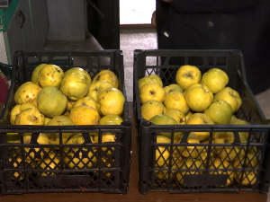 Дуње слабо родиле, али се у Банату ипак прави китникес