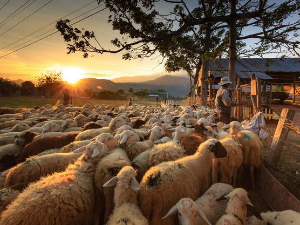 1001 Траг - Ој, овчаре