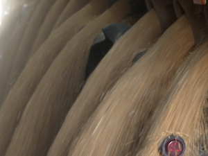 Шта успорава извоз пшенице из Србије