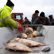Да ли и поред поста више цене смањују тражњу за рибом 