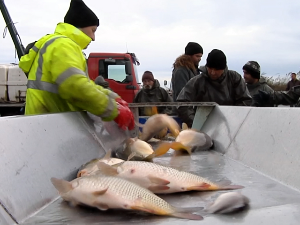 Да ли и поред поста више цене смањују тражњу за рибом 