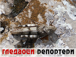 Гледаоци репортери 15. децембар 2023.