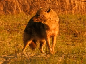Најезда шакала у Европи и Србији – има ли разлога за бригу