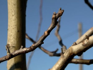 Како се воћњаци припремају за зиму