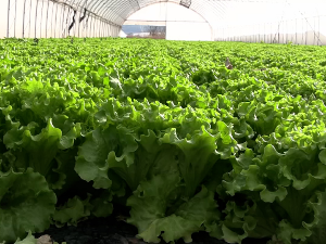 Житорађа: Стигла зелена салата из пластеника