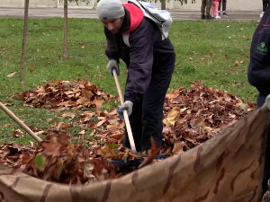 Панчево: Зашто је важно уклонити опало лишће