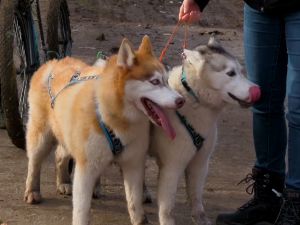 У Новом Кнежевцу трка паса са запрегама