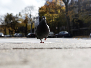 Таксиста у Јапану ухапшен јер је колима убио голуба