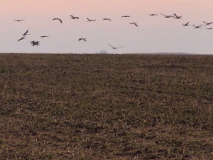 Да ли у Кањижи јењава епидемија птичјег грипа због које је угинуло 600 ждралова