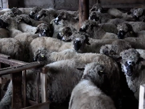 Ко ће чувати пиротску праменку, овцу посебних гена отпорности