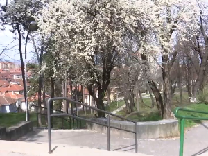 Са раним пролећем, пораниле и алергијске реакције