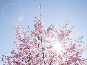 Ритам раног јутра