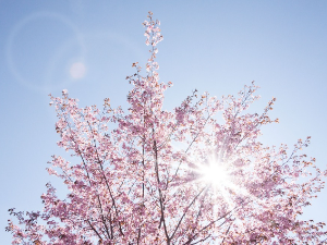 Ритам раног јутра