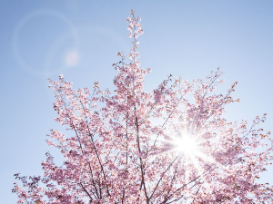 Ритам раног јутра