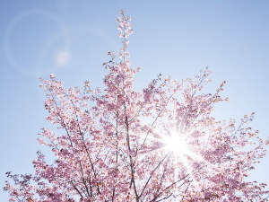 Ритам раног јутра