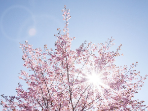 Ритам раног јутра