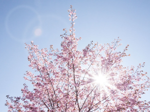 Ритам раног јутра