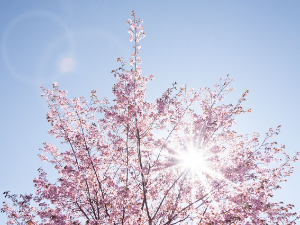 Ритам раног јутра