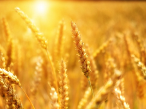  1001 Траг – Ја сам млада жито жела – Оливера Катарина 