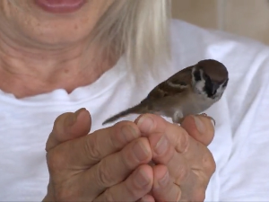 Срећку се посрећило: Како је врабац постао кућни љубимац једној Теони 