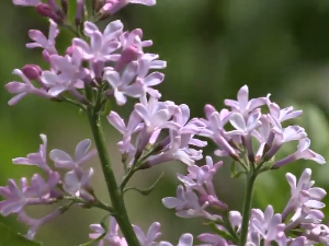 Мирисне легенде: Предања о јорговану из чувене долине Ибра