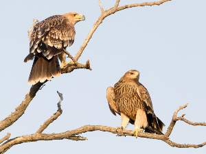 Откривена нова гнезда крсташа, најређе птице у Србији