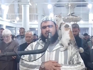 Поштовање и у џамији: Мачка се придружила молитви