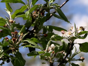 Шуматовка, шарунка, радунка, зувка – старе сорте у Топлици