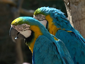 Кућни љубимци, најбољи пријатељи или више од тога