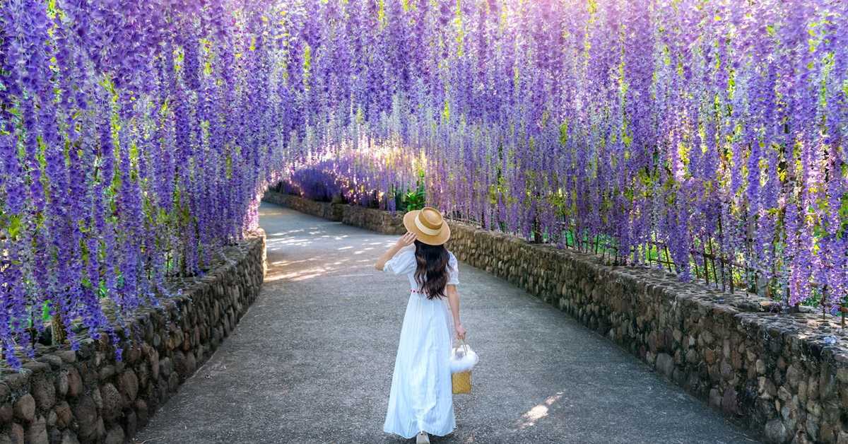 Вистерија – најлепши украс сваког врта