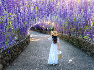 Вистерија – најлепши украс сваког врта