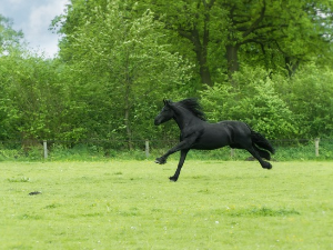  1001 Траг – Ја имадох коња врана – Драгољуб Лазаревић 