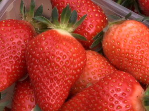  Због добре цене и зараде, све више узгајивача јагода у тополском крају