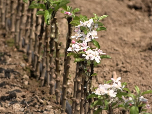Калемари Расинског округа водећи извозници садног материјалa