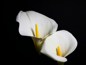 Дан жалости