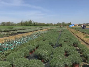 Расадник лаванде у Мачви