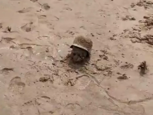 Лобање и шлемови нацистичих војника у муљу Дњепра након пражњења резервоара у Новој Каховки