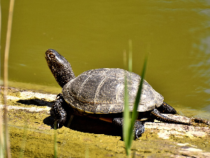 Летња башта: Кампања „Корњача - спорњача“