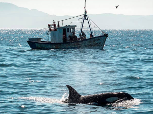 Орка напала јахту код Шетландских острва, први такав напад у северним водама