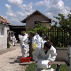 Афричка куга свиња потврђена код 496 газдинстава, одржан хитан састанак кризног центра