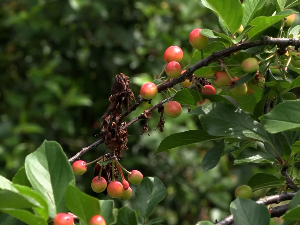 Киша, биљне болести и штеточине причиниле велике штете воћњацима у Топлици