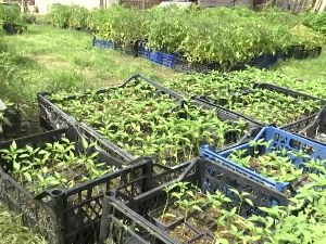 Верица Златић поклања расад породицама којима је невреме уништило баште