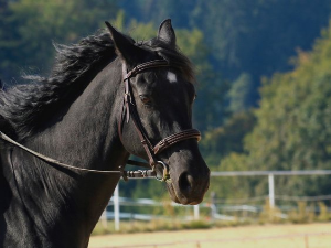 1001 Траг - Коњи врани - Легенде 