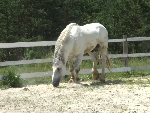 Пештер: Медо и Султан - коњи за Гиниса